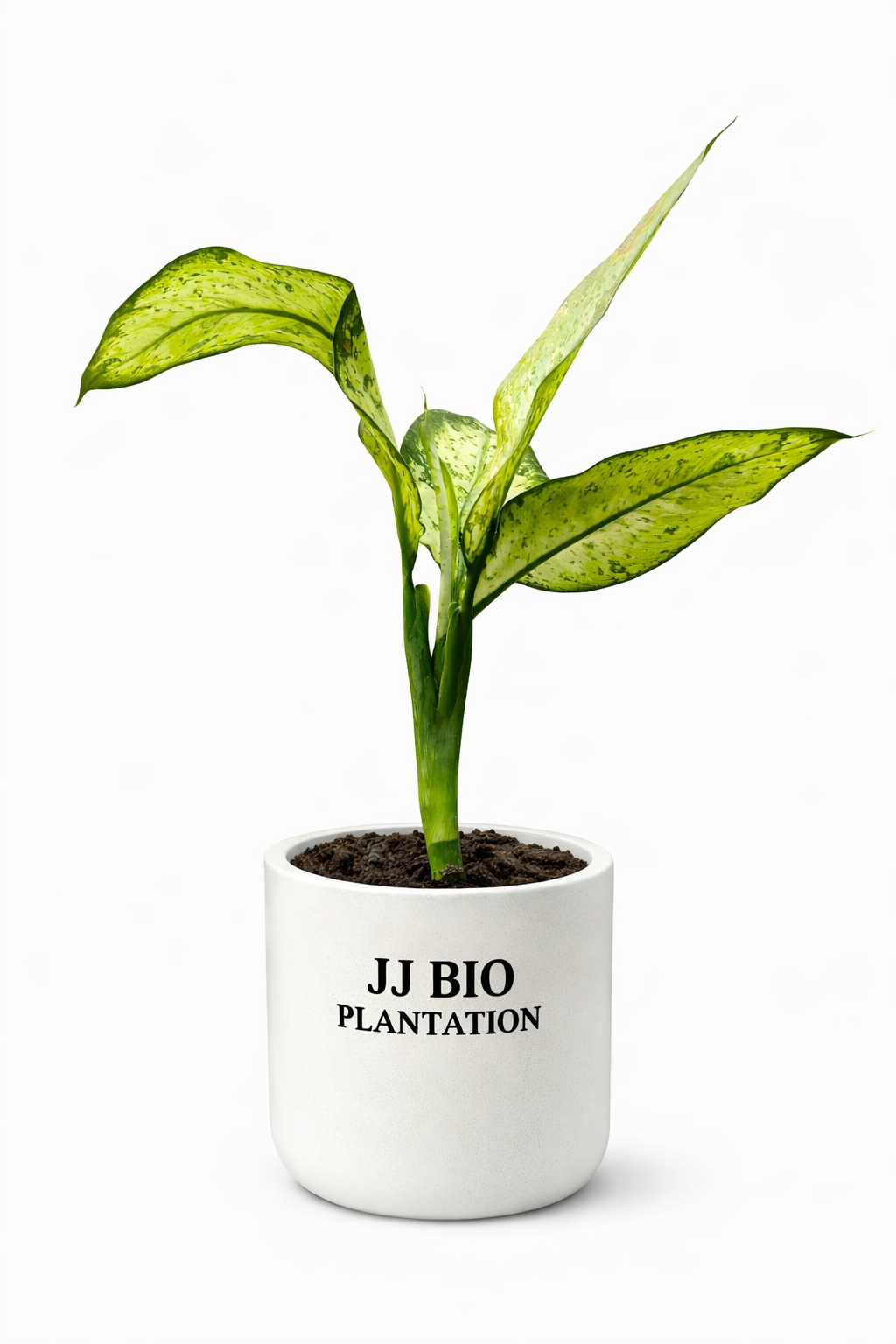 Dieffenbachia (Dumb Cane) Indoor Plant