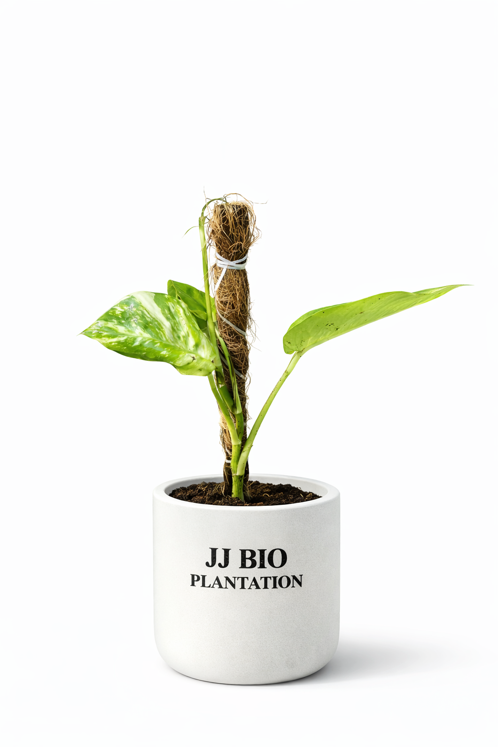 Money Plant with Moss Stick (Indoor Climber Plant)