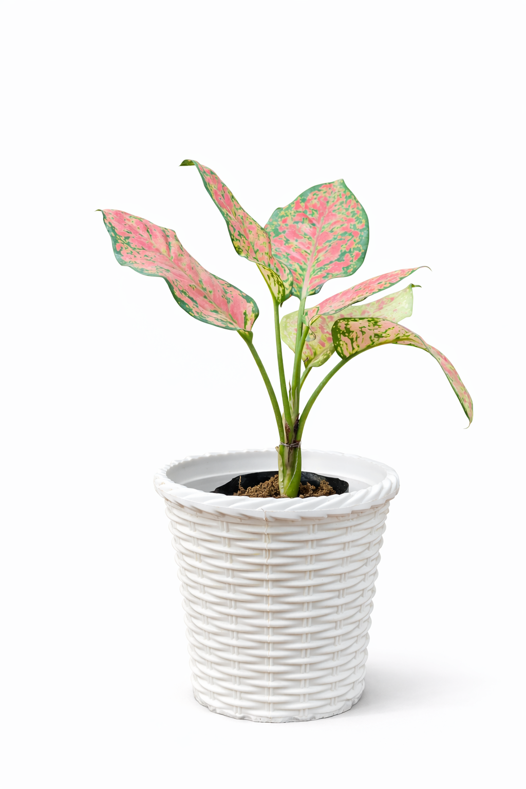 Pink Aglaonema Indoor Plant