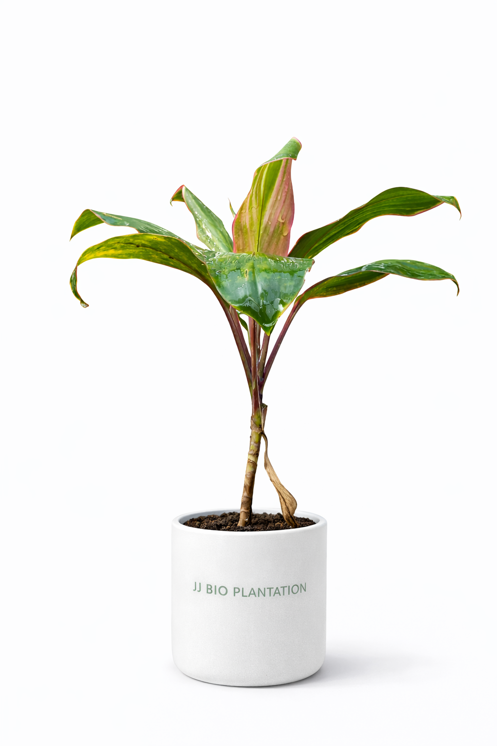 Cordyline Red Edge Plant