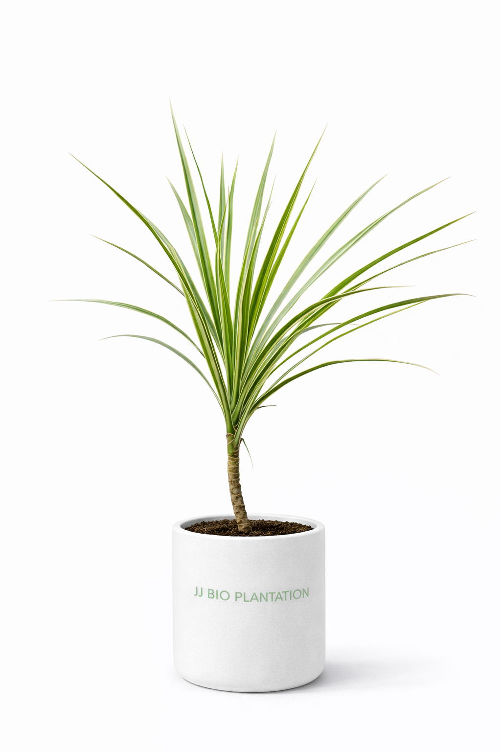 Dracaena Marginata Variegated Plant