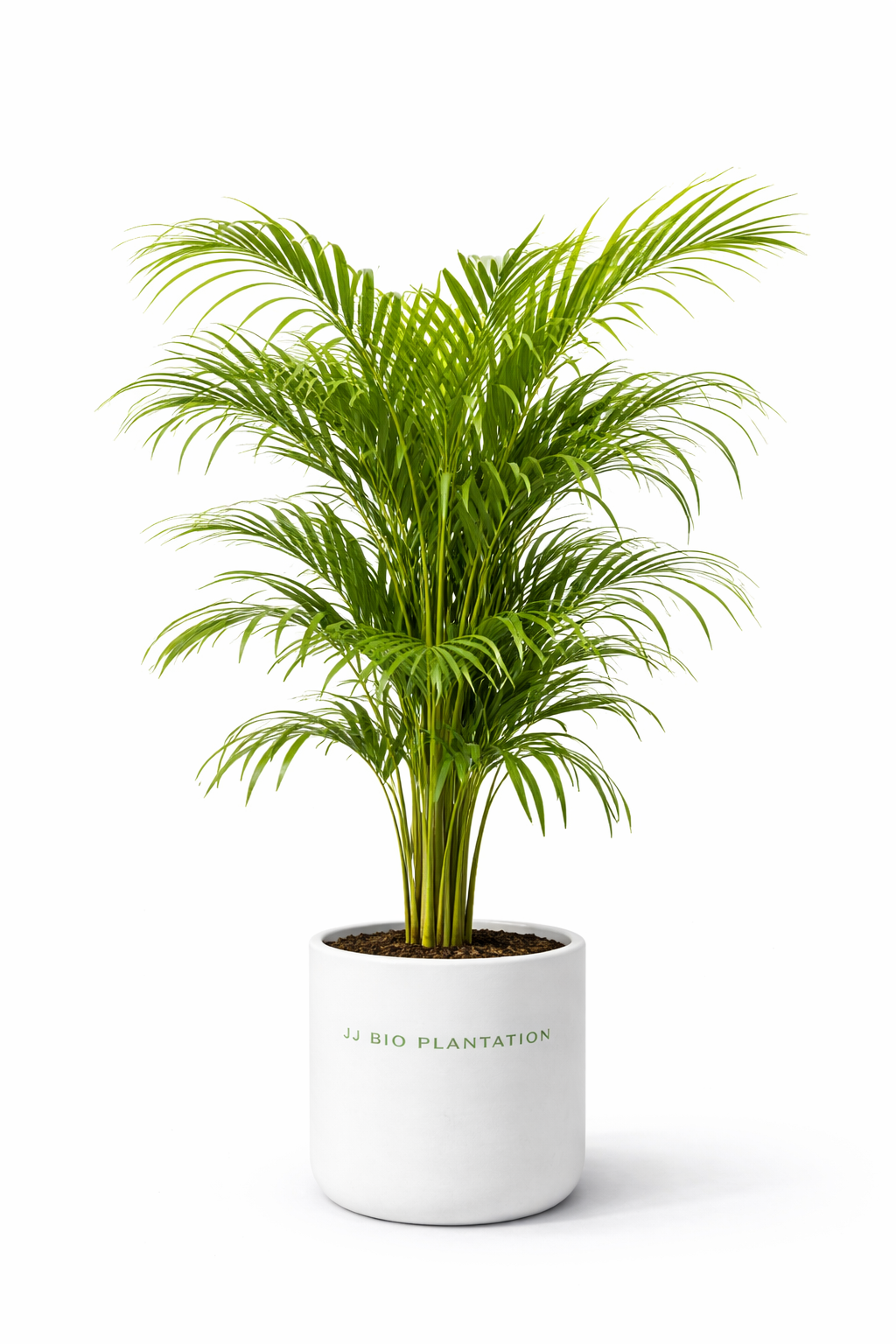 Areca Palm Plant (Golden Cane Palm)
