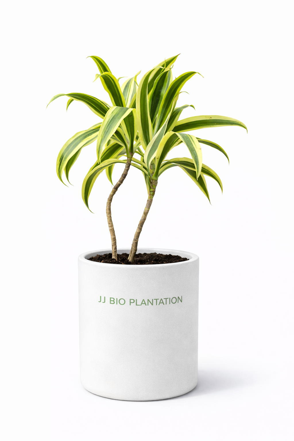 Dracaena Lemon Lime Plant