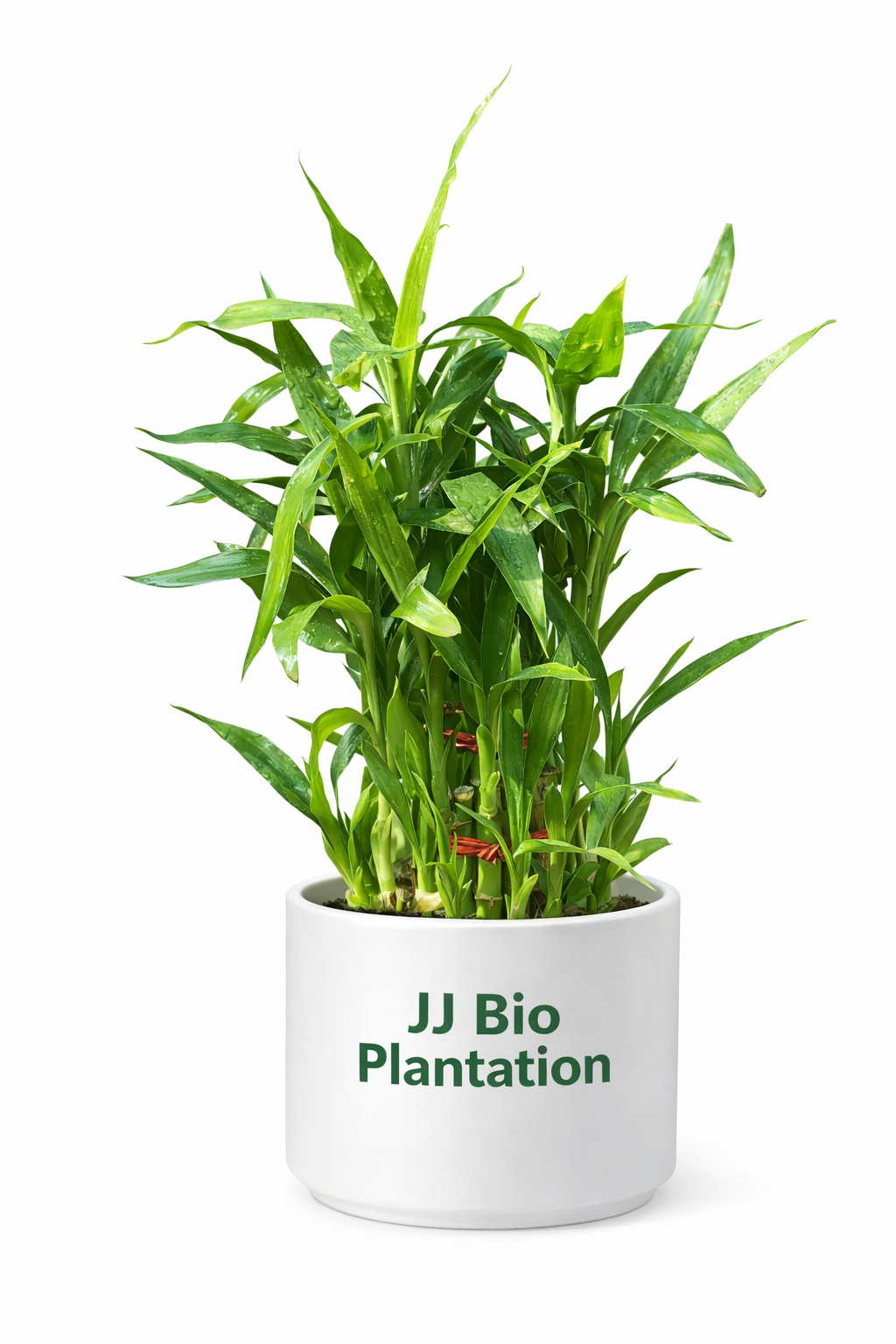 Lucky Bamboo Plant – JJ Bio Plantation