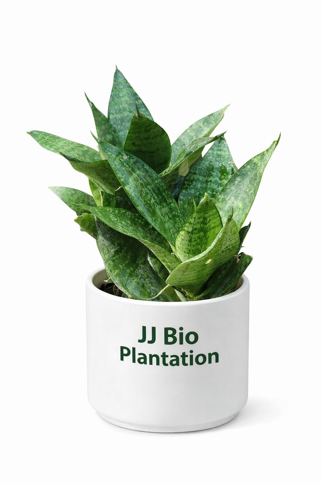 Snake Plant – JJ Bio Plantation