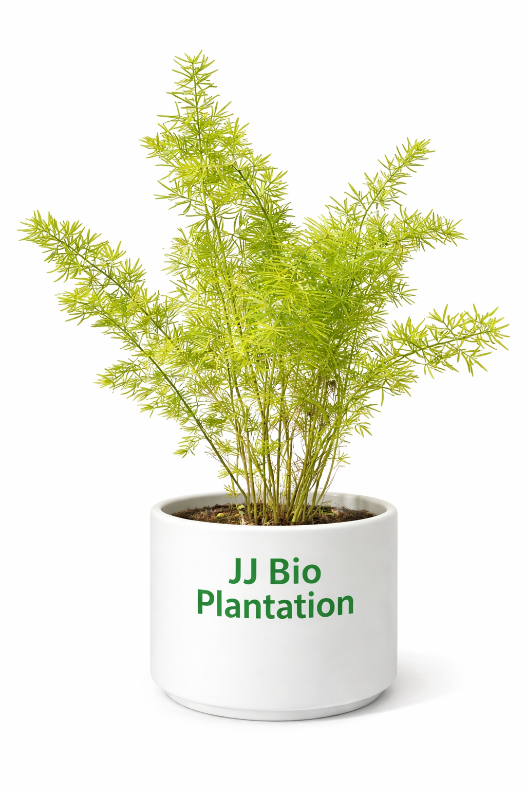 Asparagus Fern Plant – JJ Bio Plantation