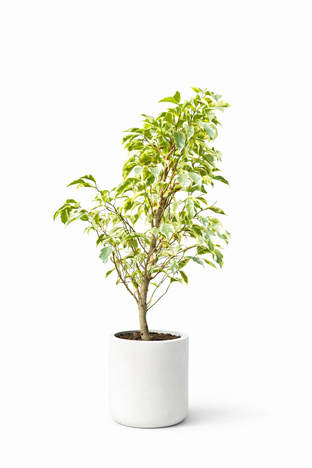 Variegated Ficus Plant – JJ Bio Plantation