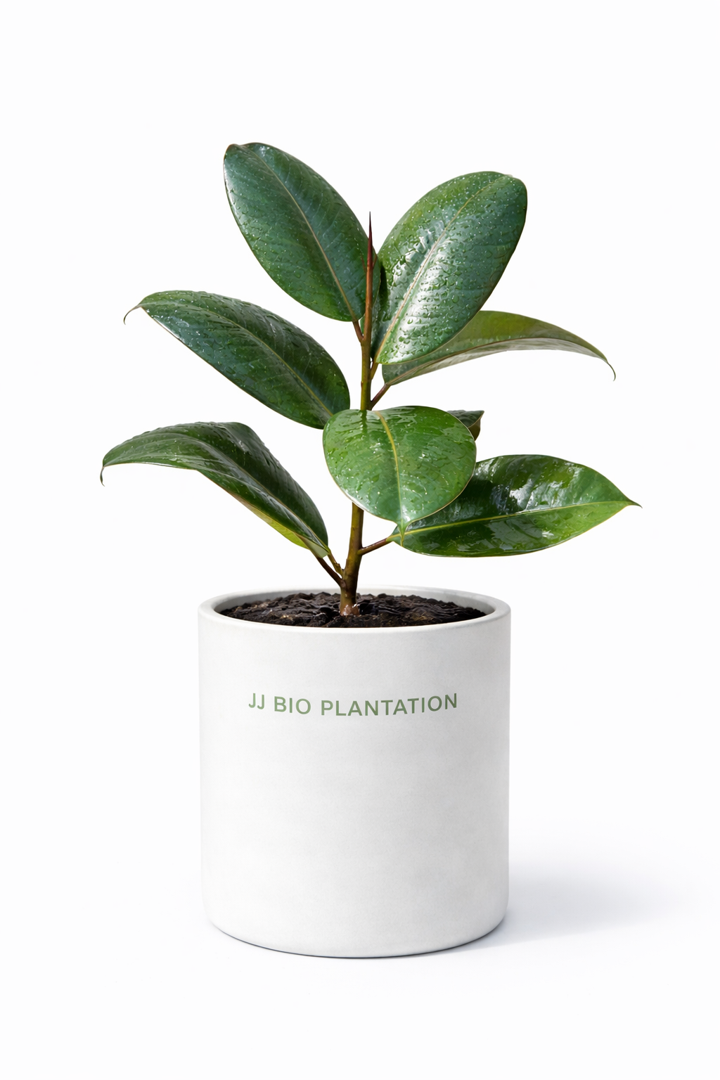 Rubber Plant (Indian Rubber Tree)
