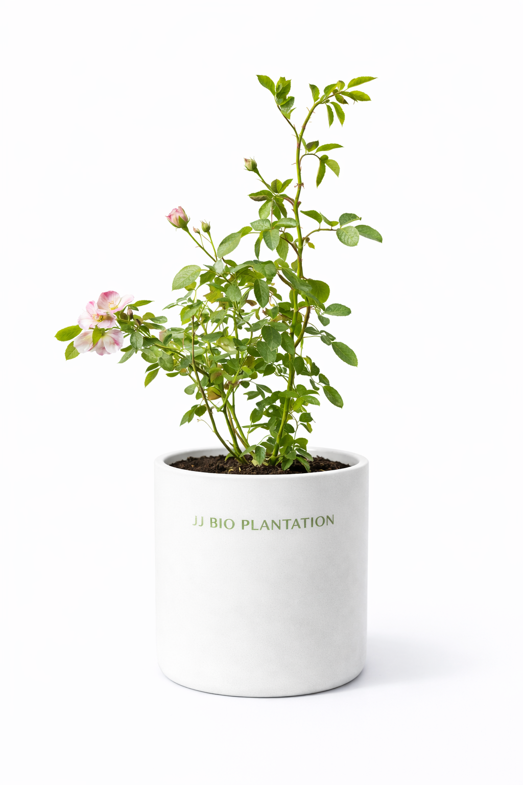 Rose Plant (Garden Rose)