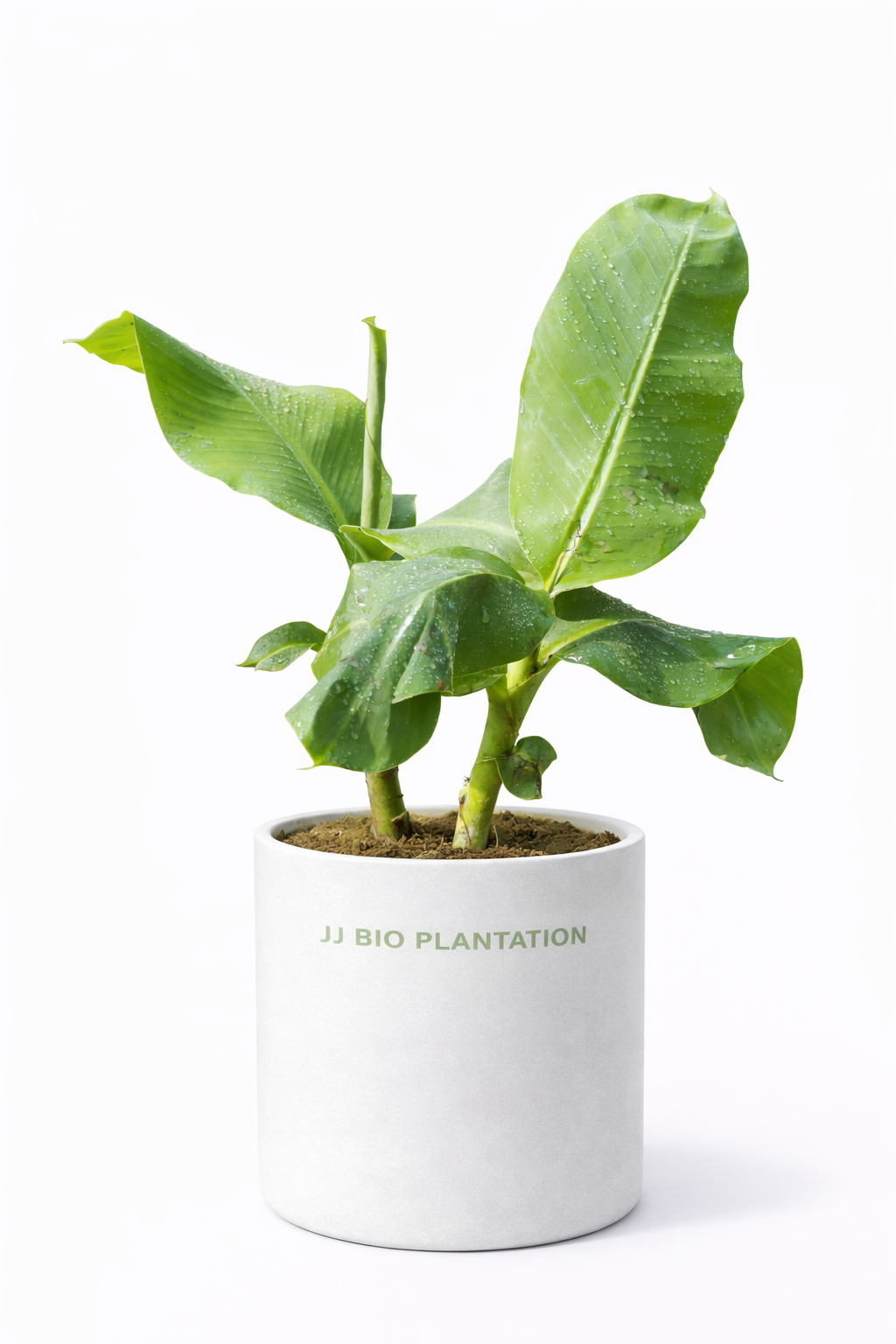 Banana Plant / Kela Plant