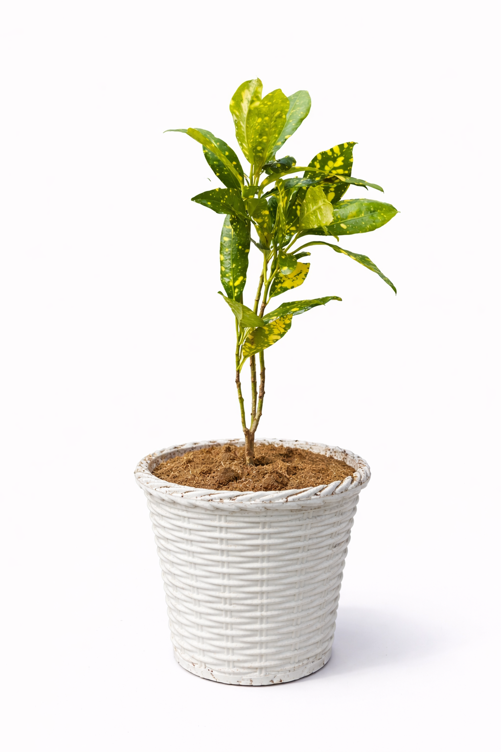 Croton Gold Dust Plant