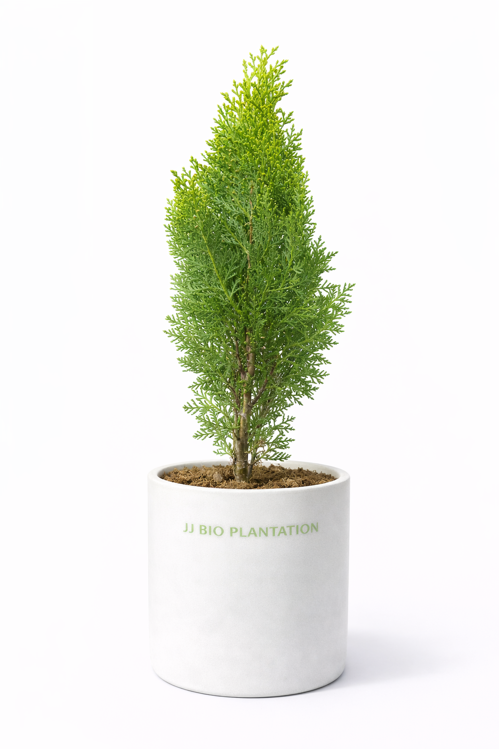 Thuja Plant / Golden Cypress Plant