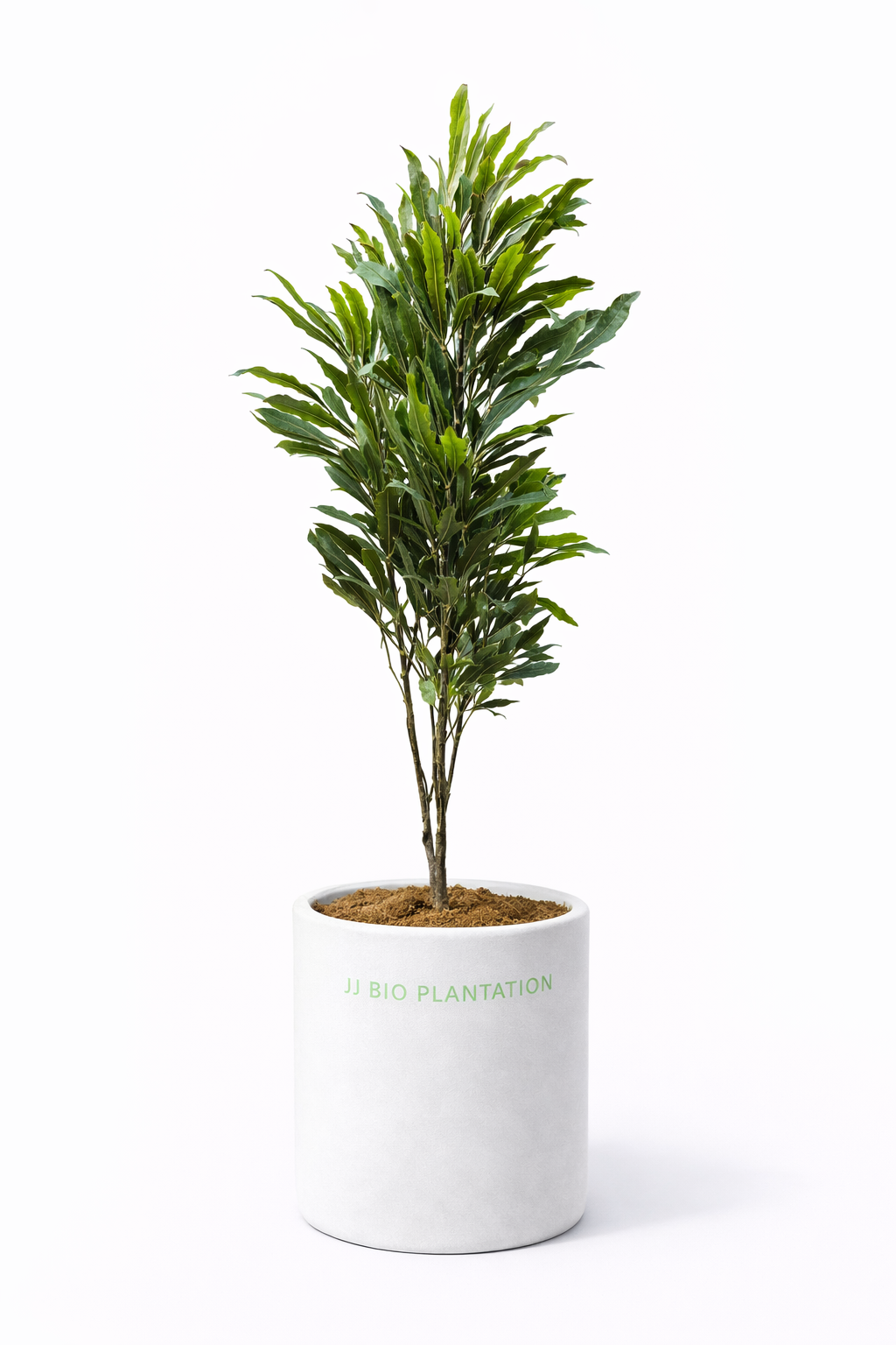 Ashoka Plant (False Ashoka / Polyalthia)