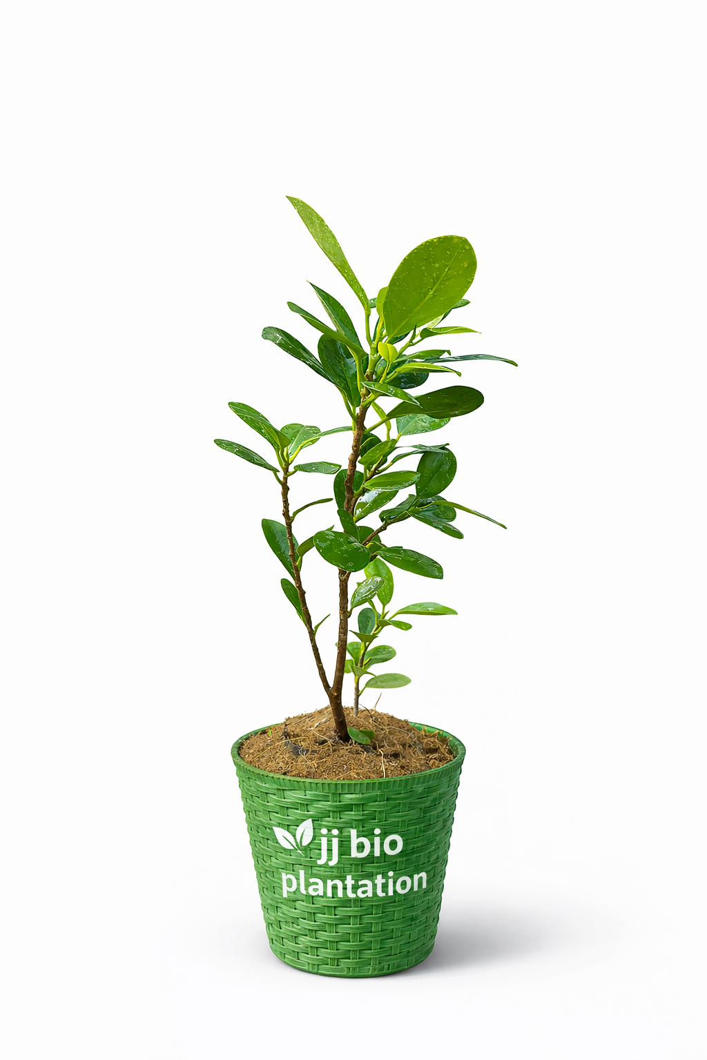Ficus Plant