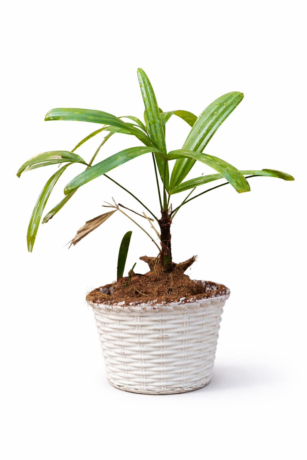 Lady Palm / Rhapis Palm