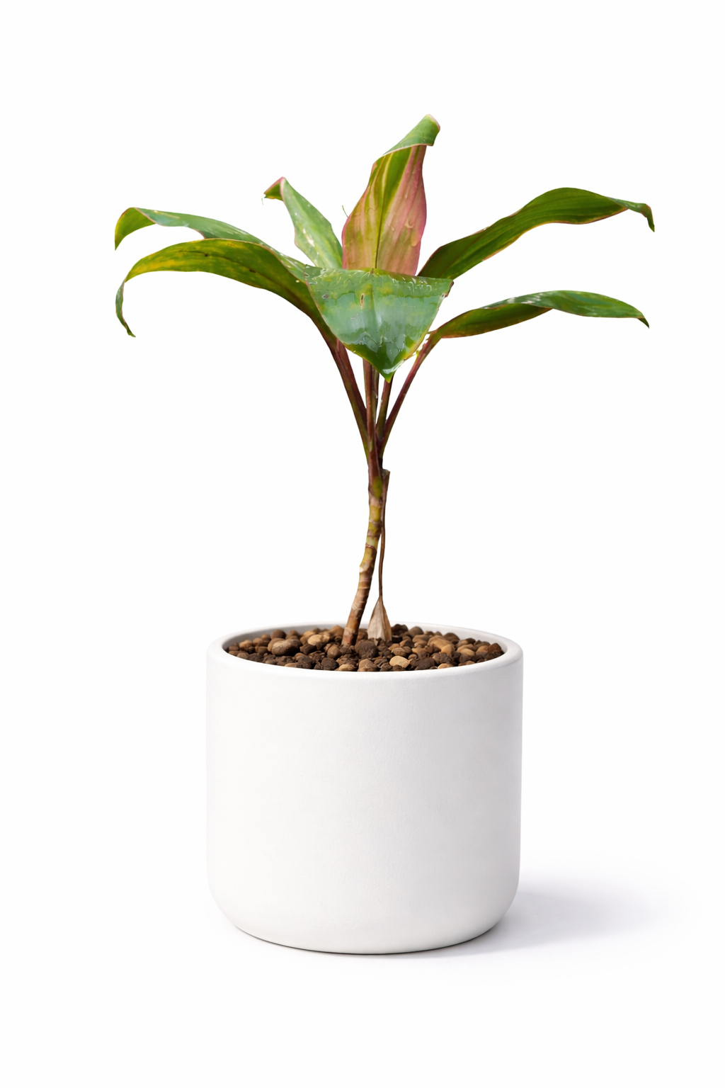 Cordyline / Ti Plant