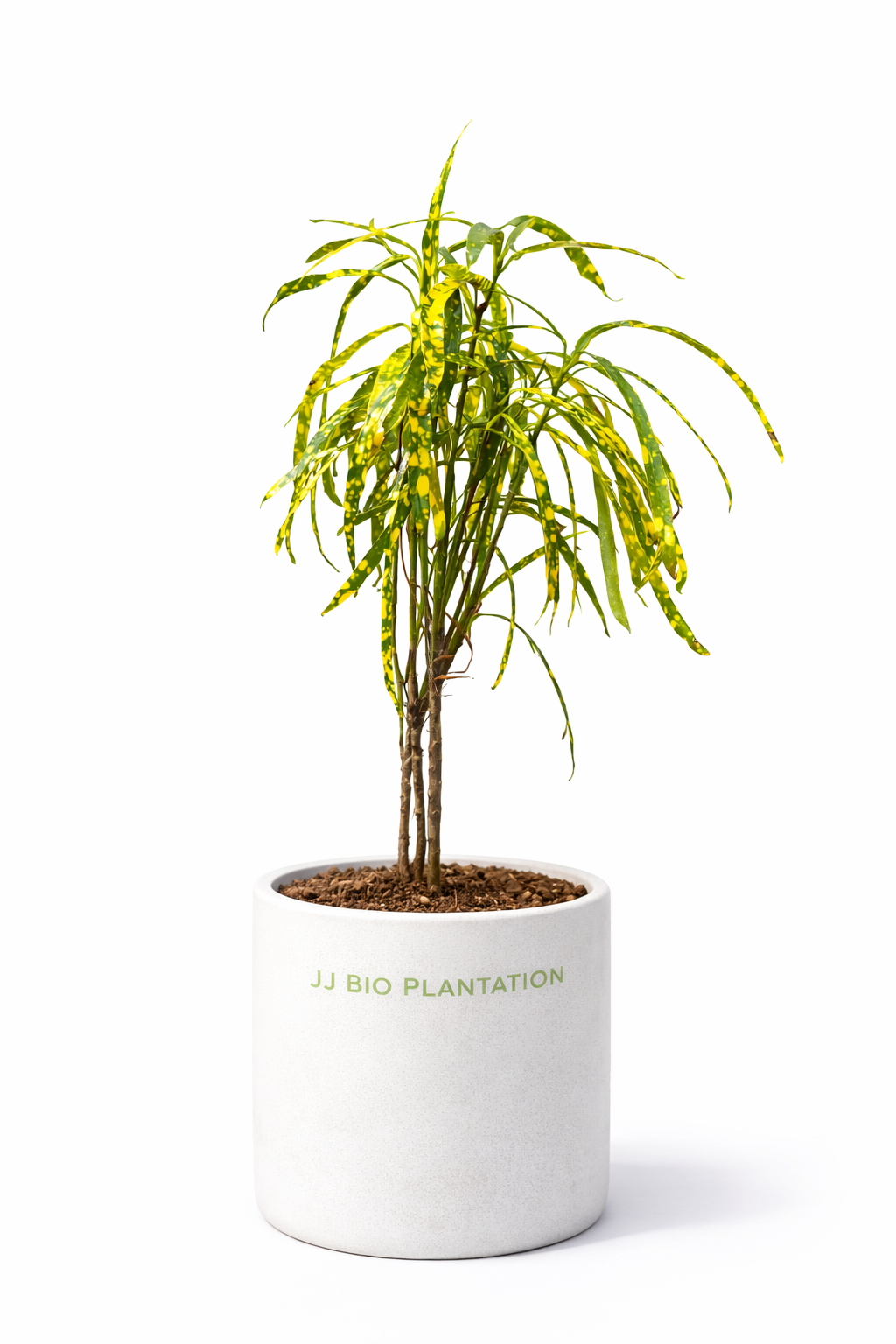 Croton Plant (Narrow Leaf / Zanzibar Croton)