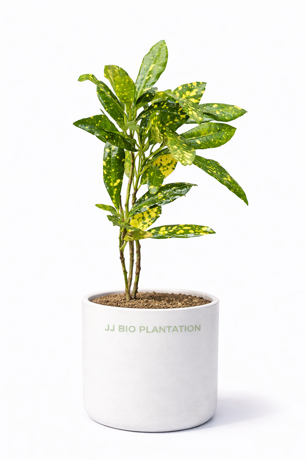 Croton Plant – Gold Dust / Spotted Croton