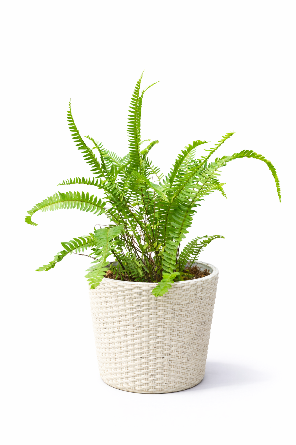 Fern Plant (Boston Fern / Sword Fern type)
