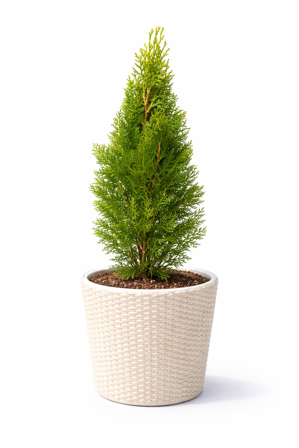 Thuja Plant / Morpankhi (Chinese Arborvitae)