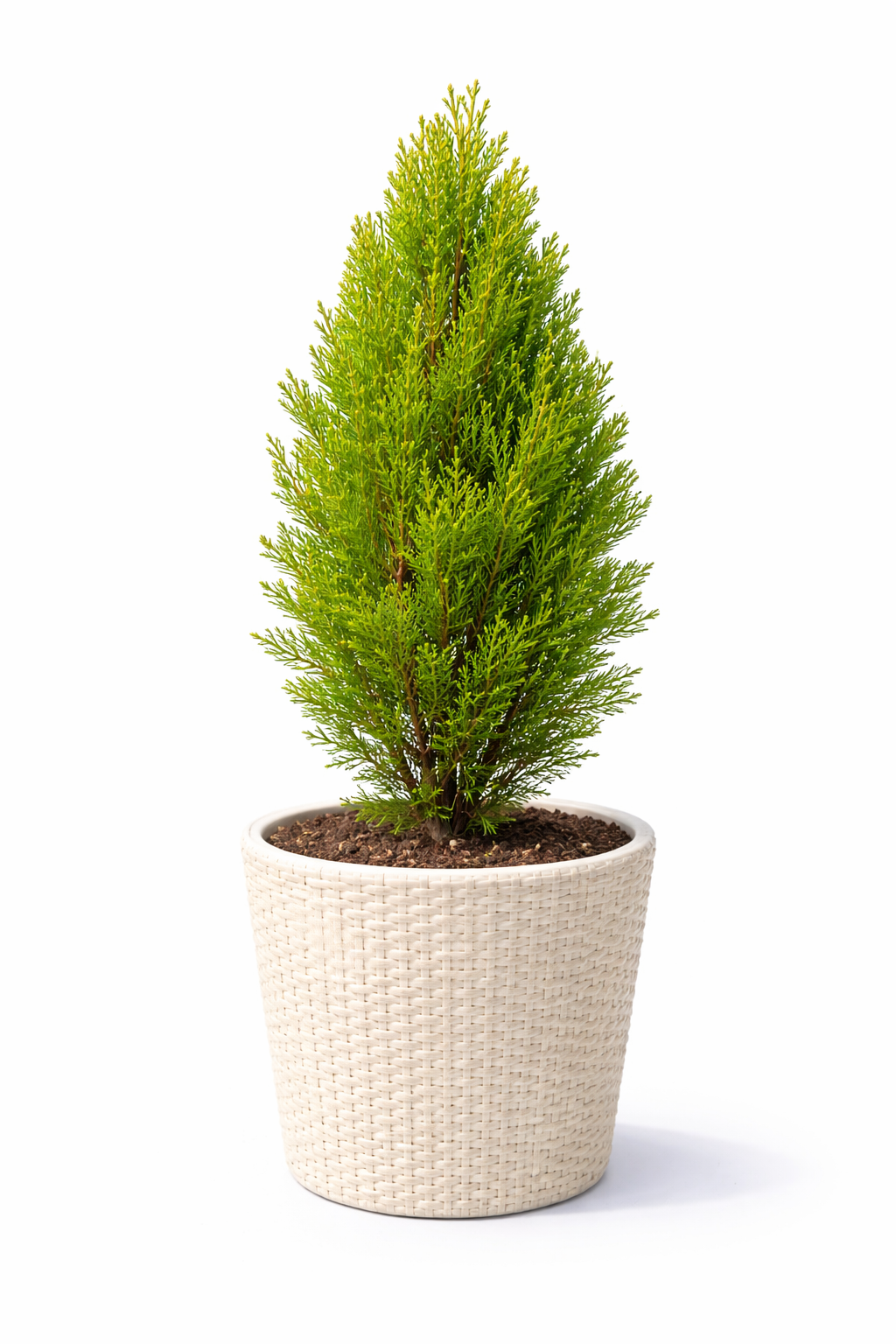 Christmas Tree Plant / Golden Thuja