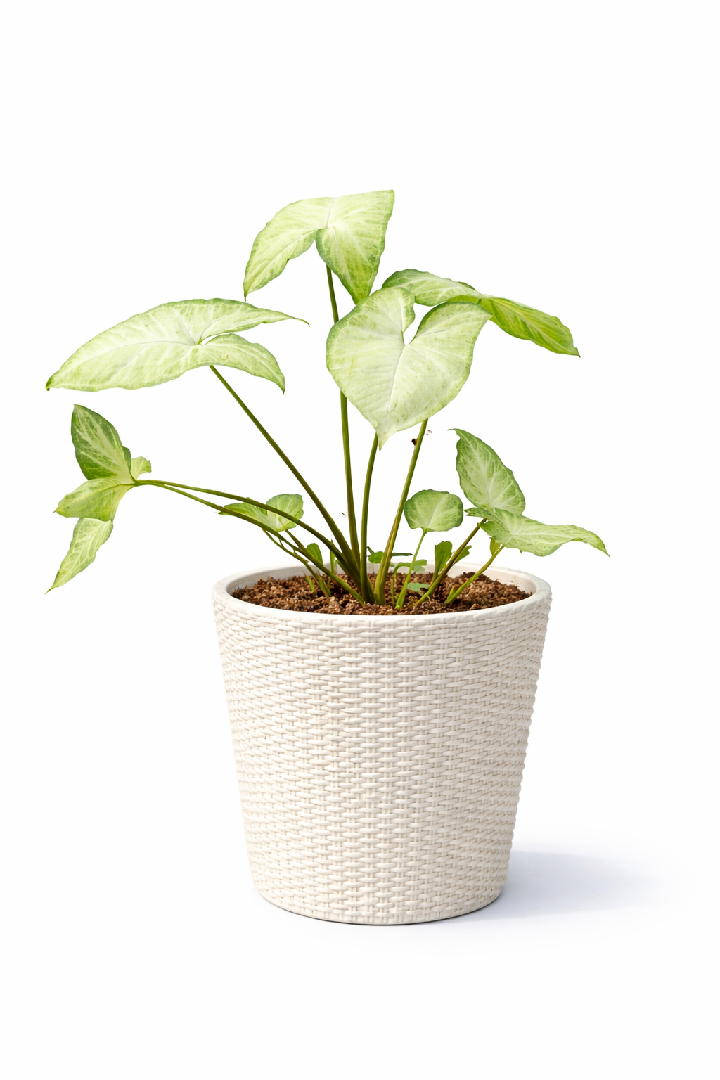 Syngonium / Arrowhead Plant