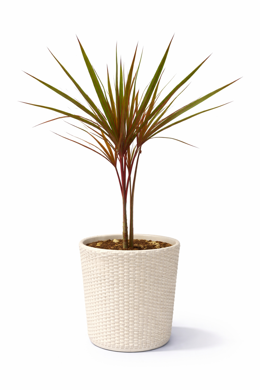 Dracaena Marginata / Dragon Tree