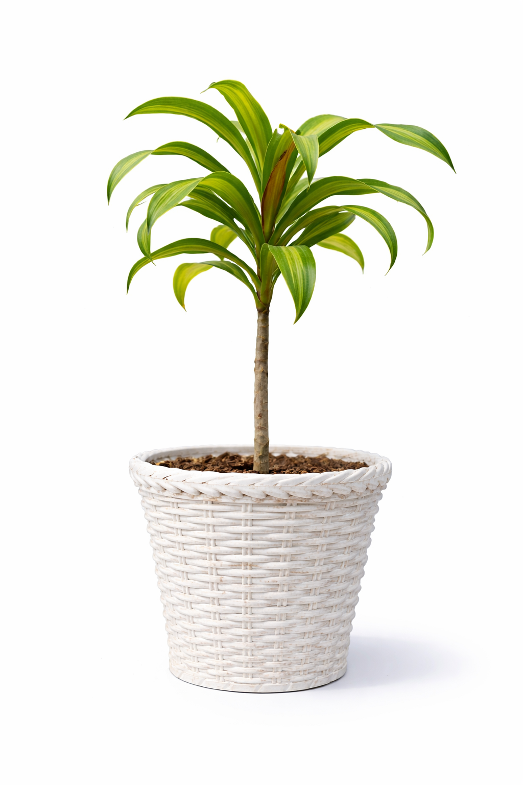 Dracaena Fragrans / Corn Plant
