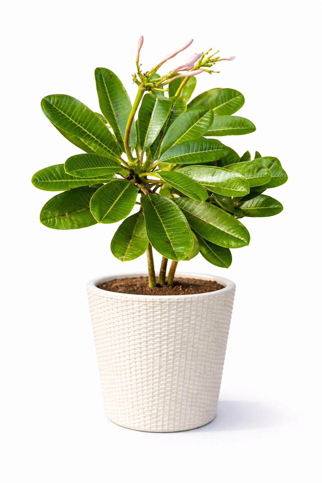 Plumeria / Frangipani / Champa Plant