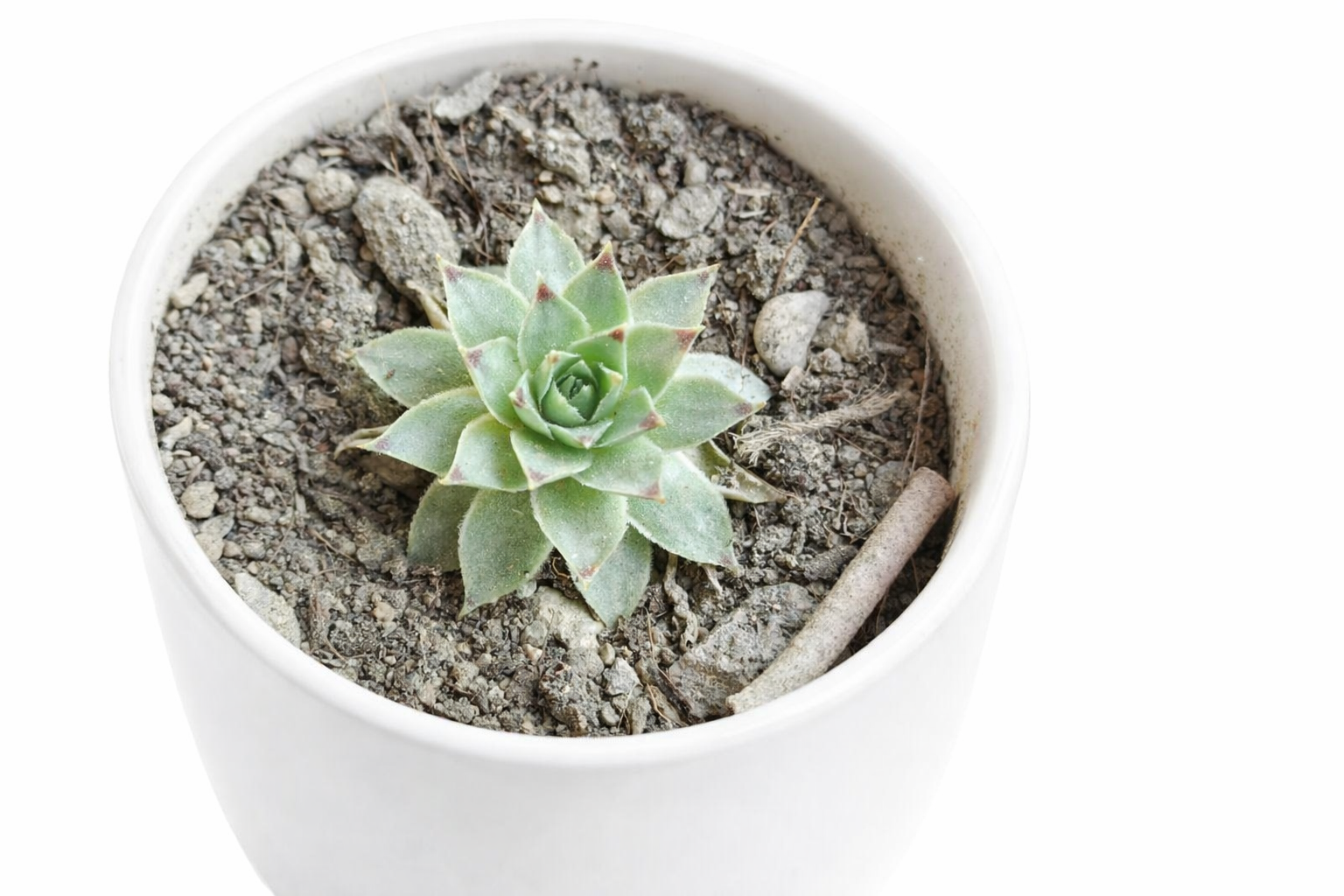 Hens and Chicks Plant