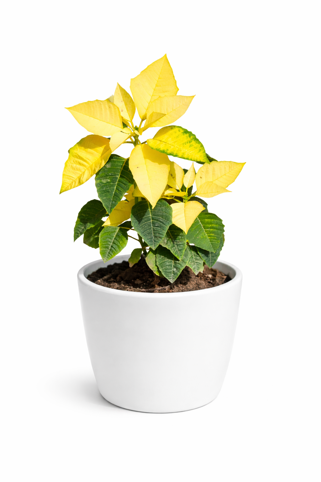 Yellow Poinsettia Plant