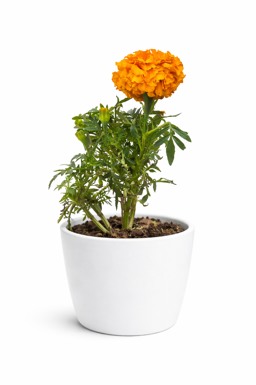 Orange Marigold Plant (Genda Phool)