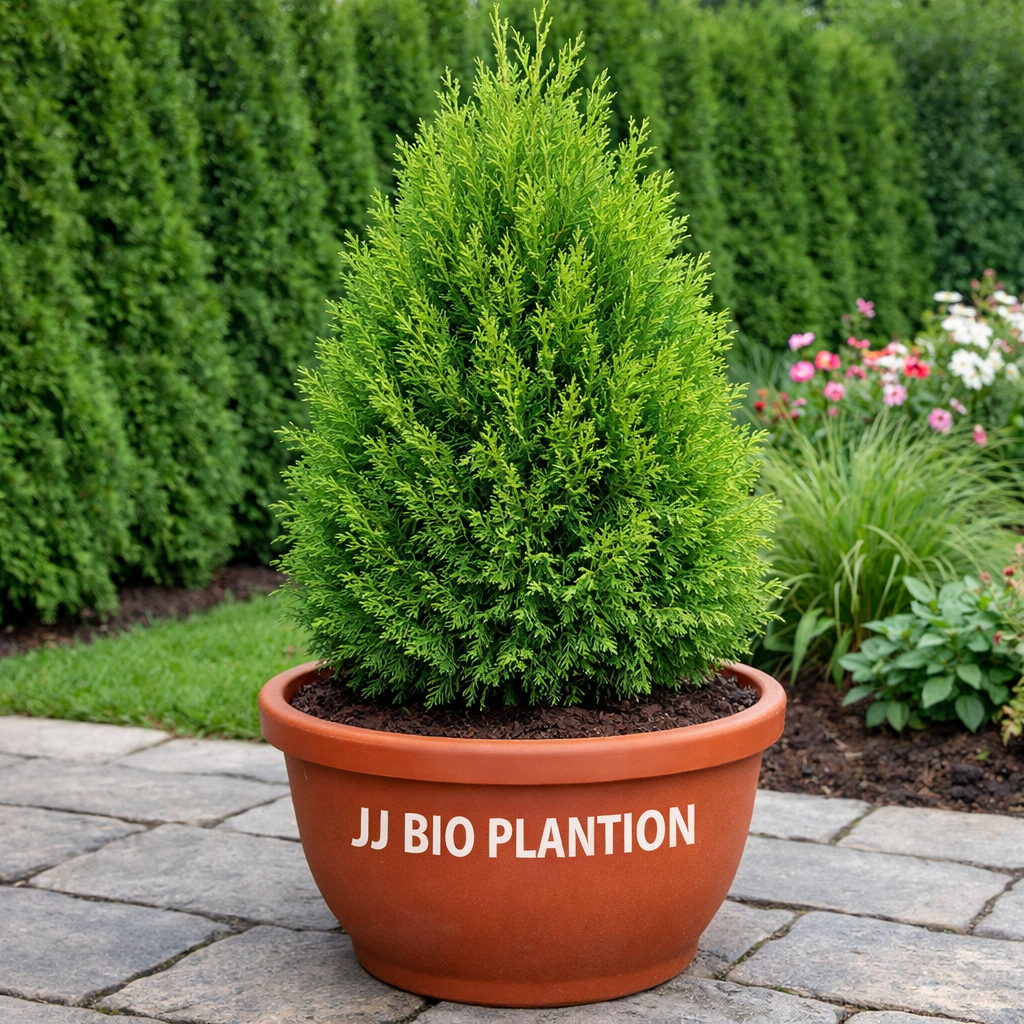 Christmas Tree Plant / Golden Thuja