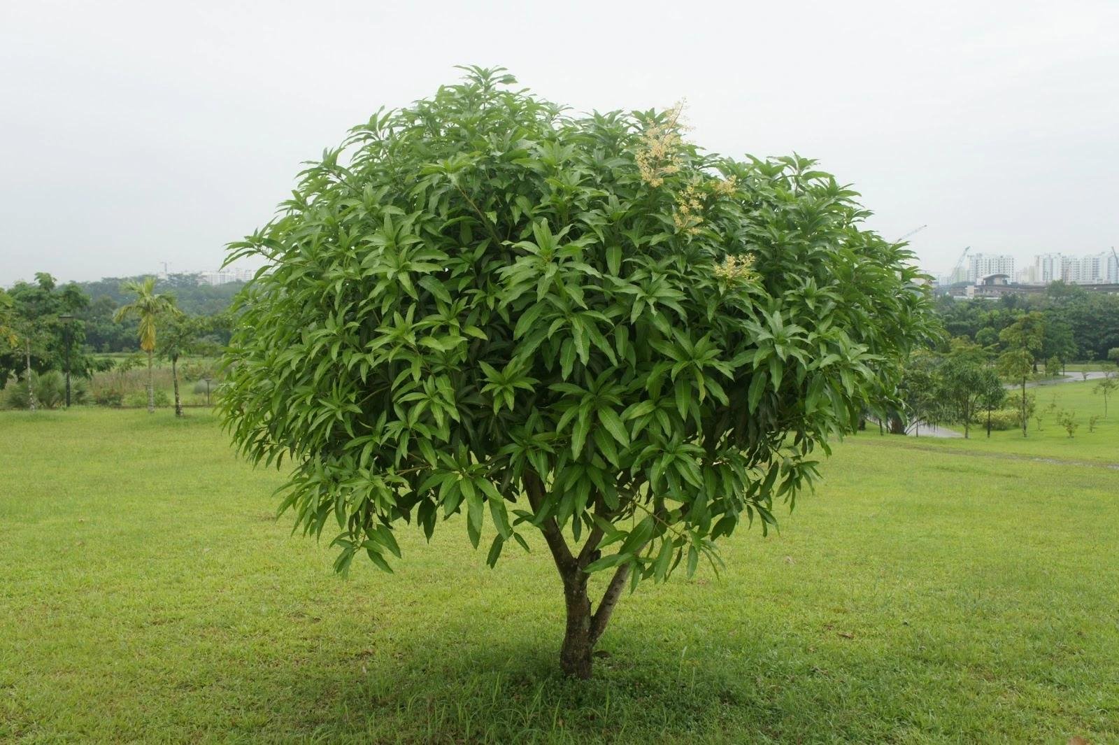 Mango plant