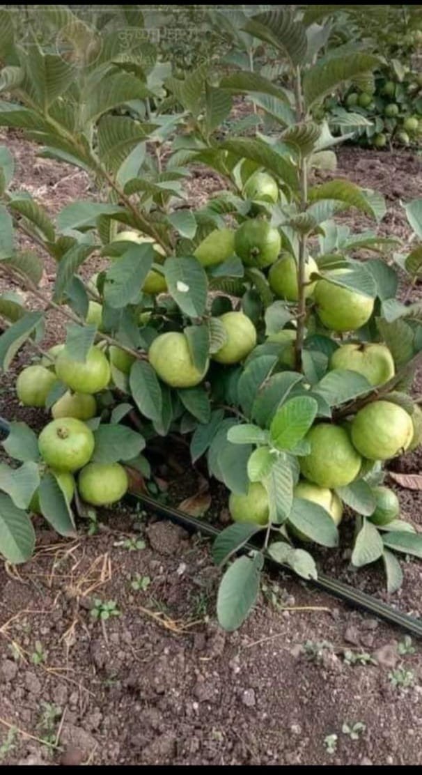 Thipink Guava plant and all verity