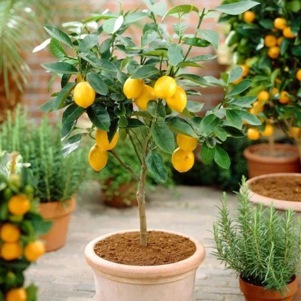 Lemon Plant/Kagzi Nimbu/Kubhkat lemon