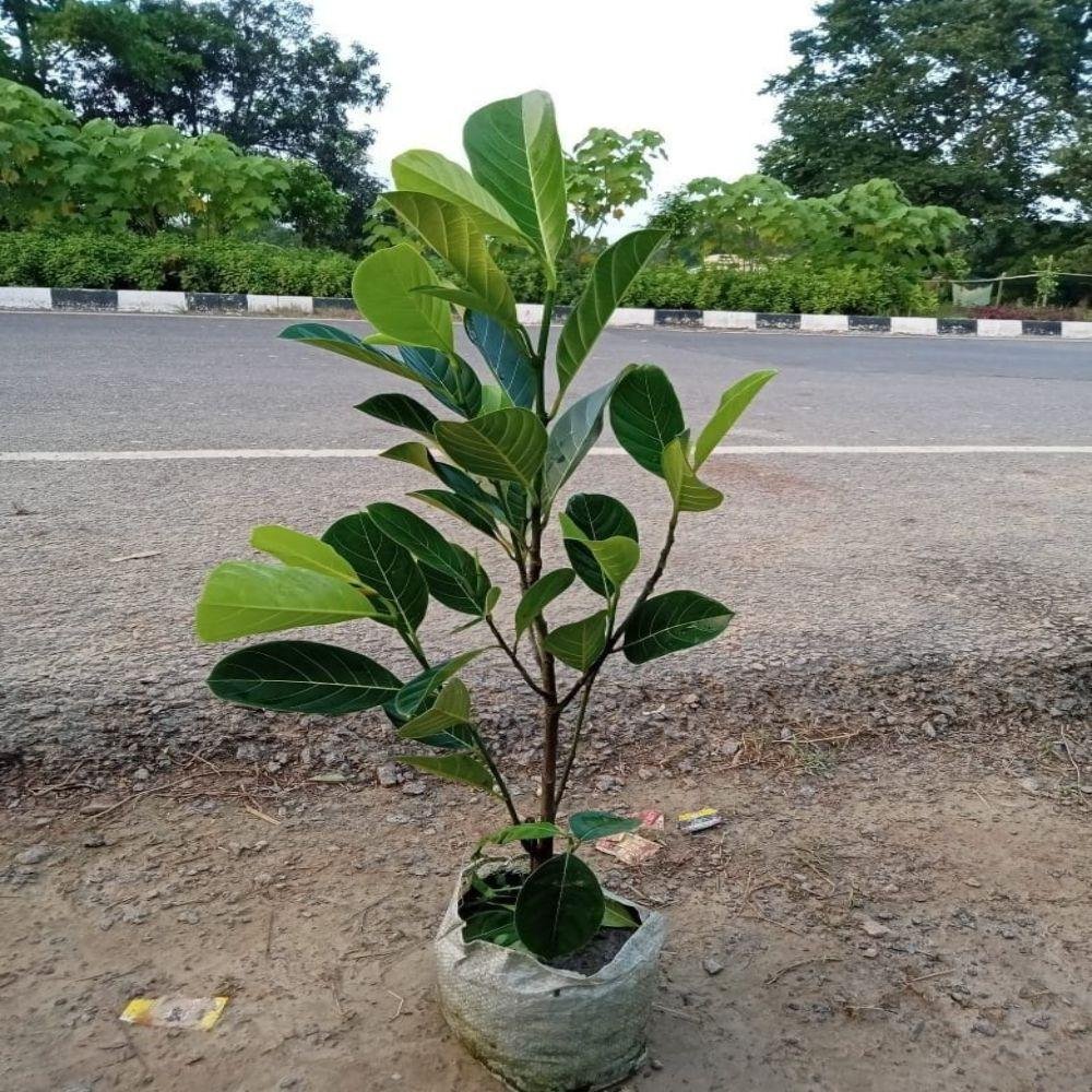 Jackfruit Plant