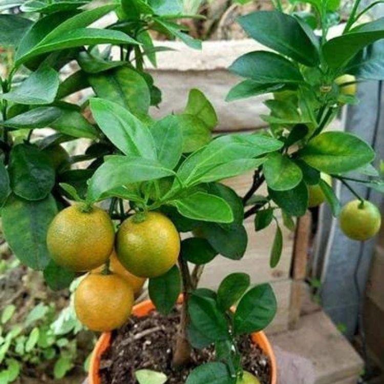 Mosambi (Sweet Lime Plant / मौसंबी का पौधा)