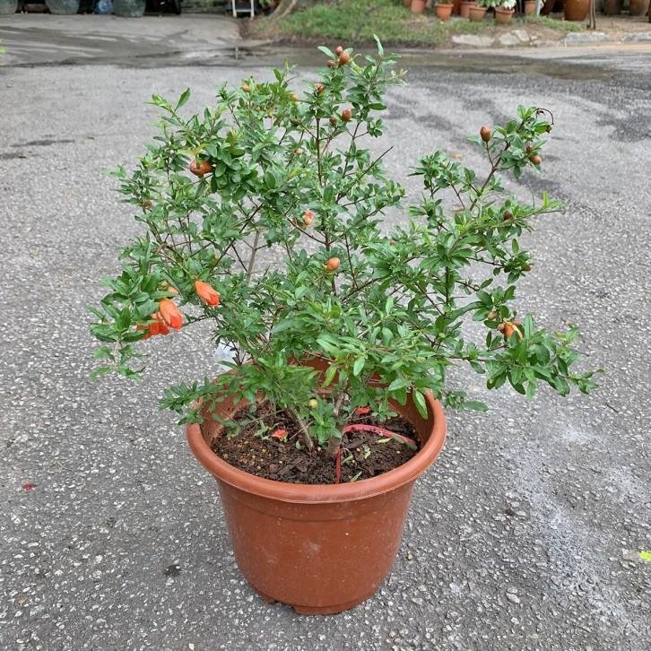 Anar Plant (Pomegranate / अनार का पौधा)