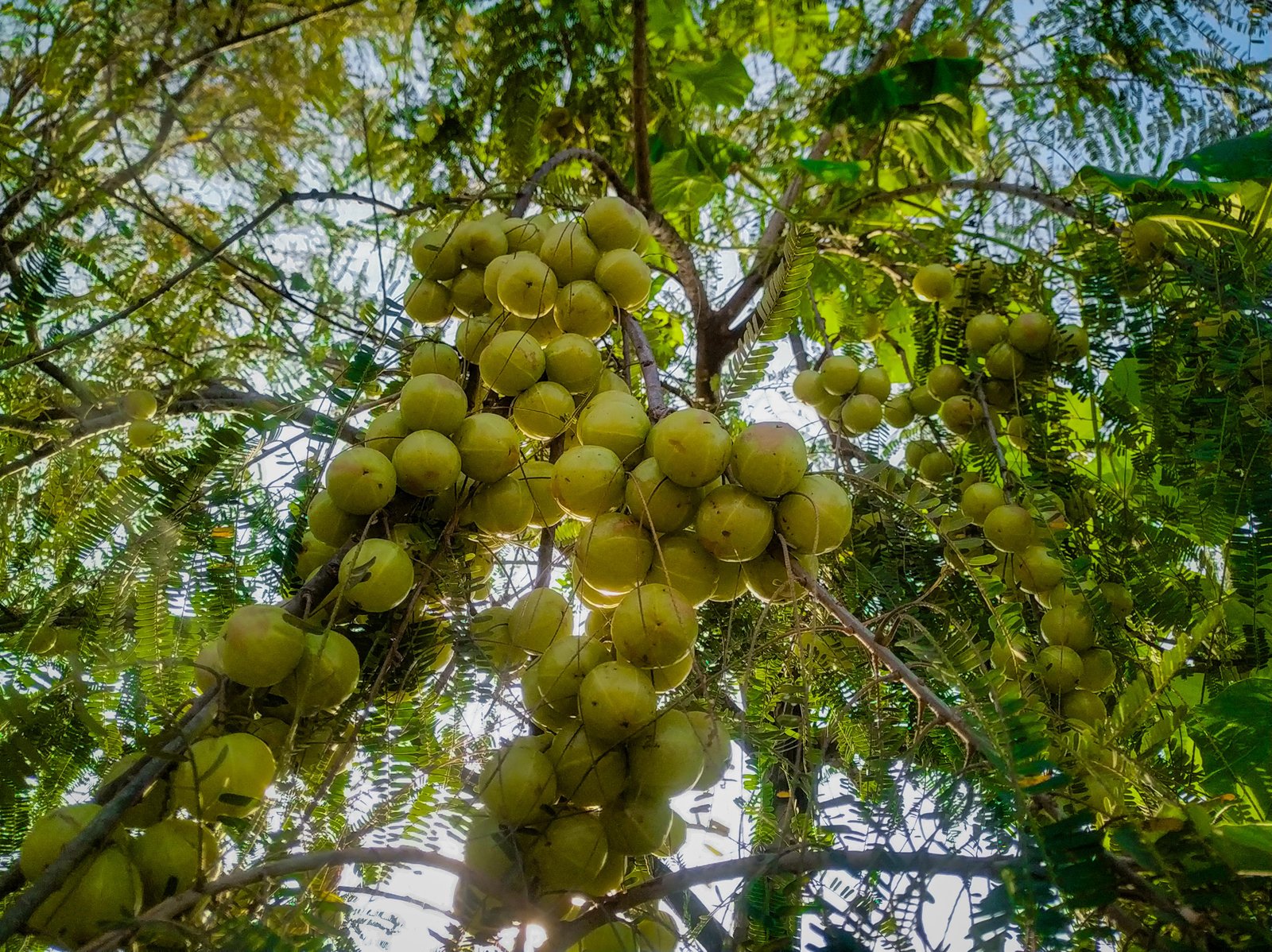 Amla Plant (Indian Gooseberry / आंवला का पौधा)/Hybrid