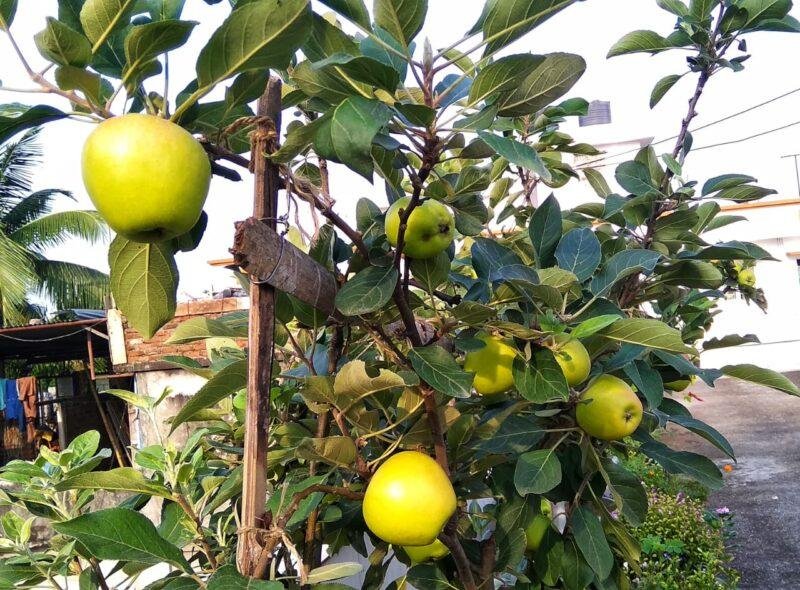 🍎 Apple H-99 Plant