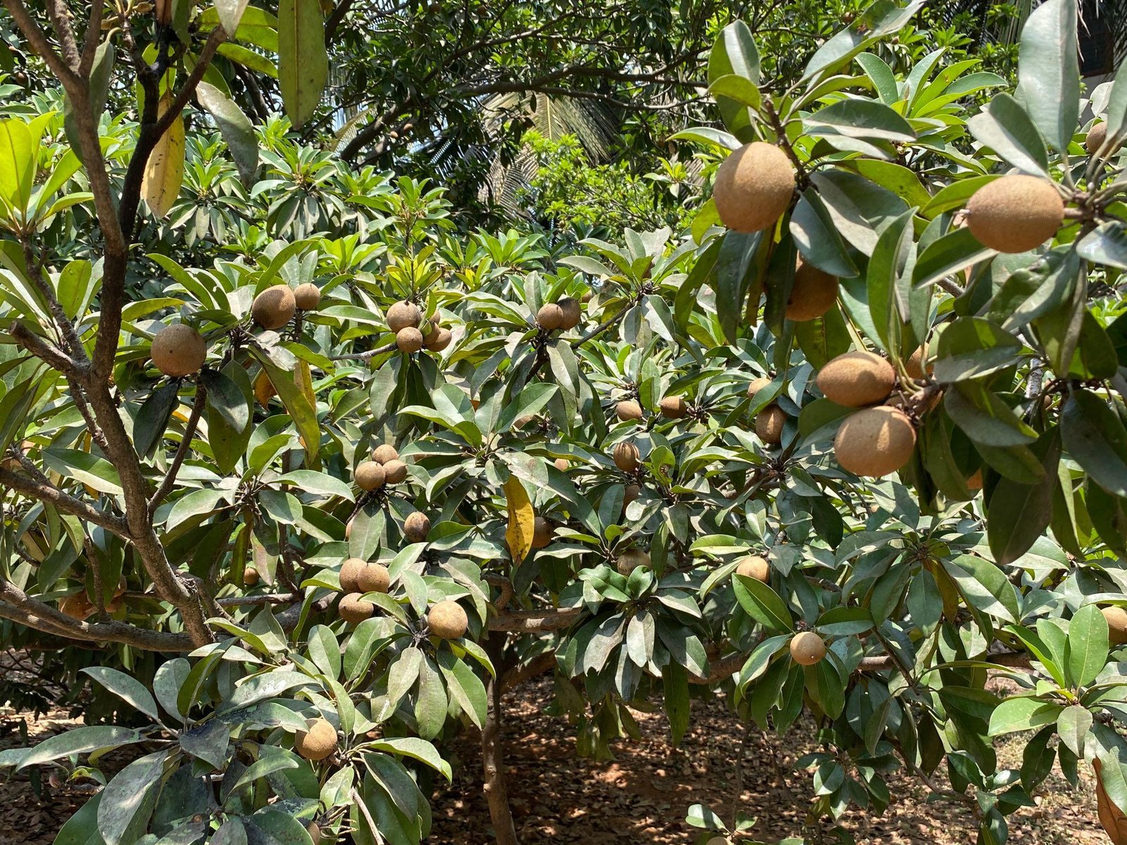 Chiku Plant (Sapota / चिकू का पौधा)