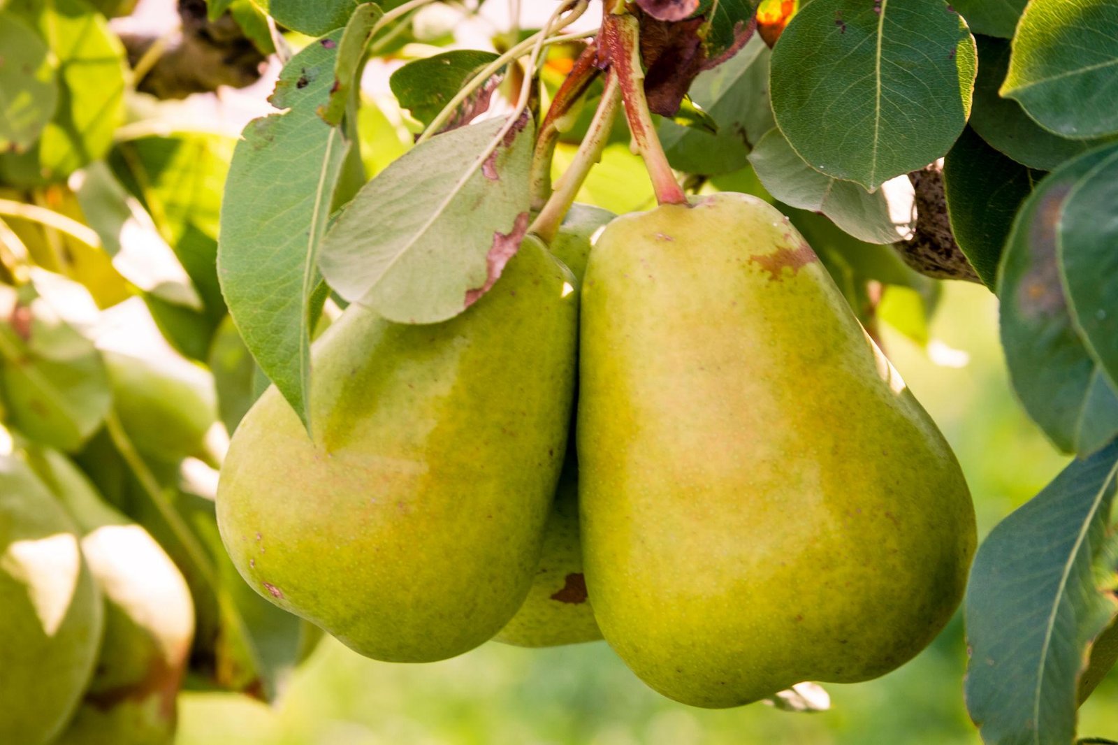 Nashpati Plant (Pear / नाशपाती का पौधा)