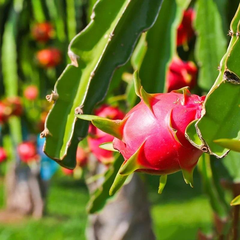 Dragon Fruit Plant (ड्रैगन फ्रूट)