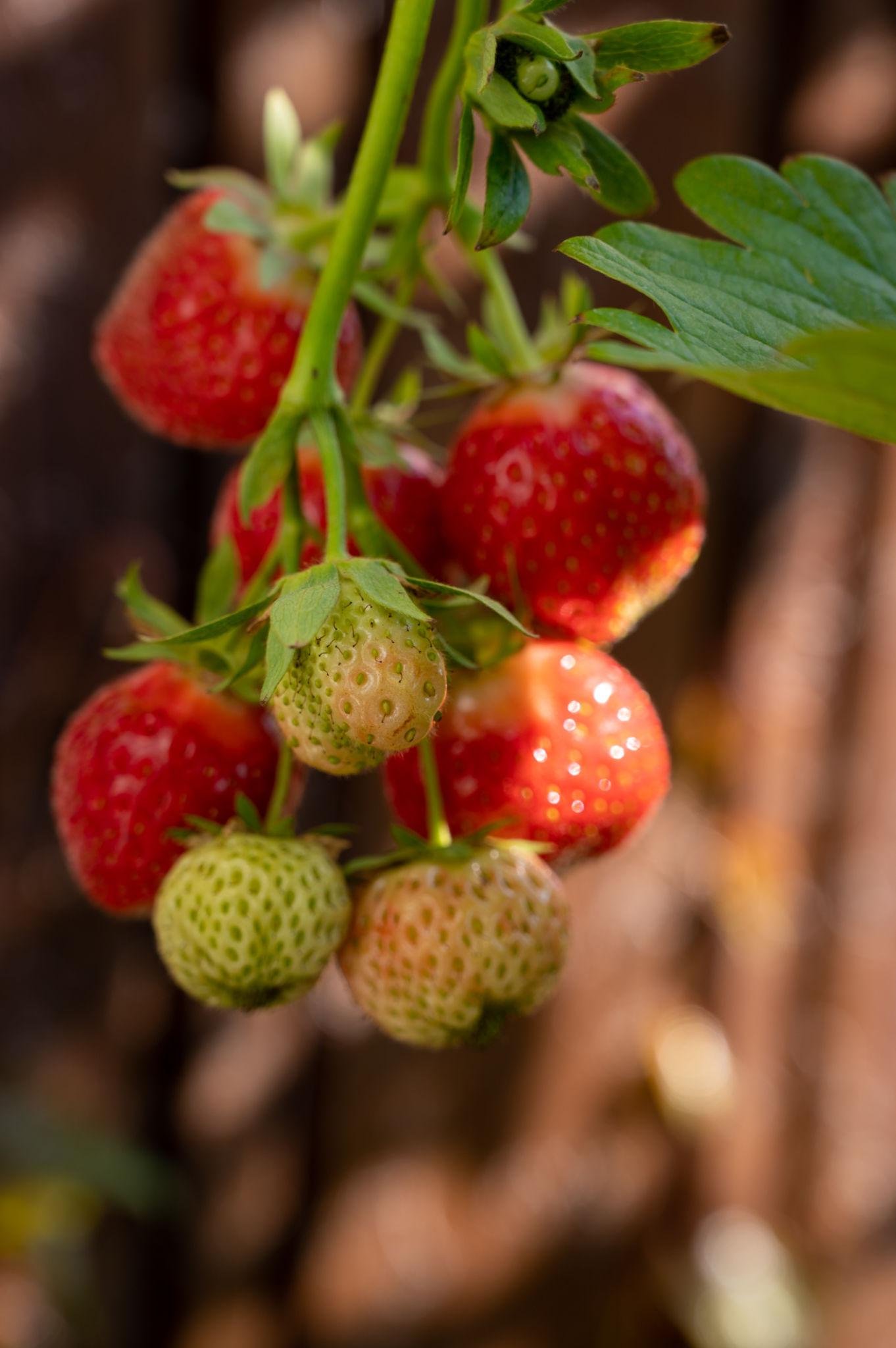 Strawberry Plant (स्ट्रॉबेरी का पौधा)
