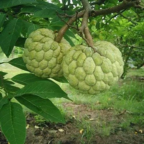 🍈 Sitaphal Plant (Custard Apple / सीताफल का पौधा)
