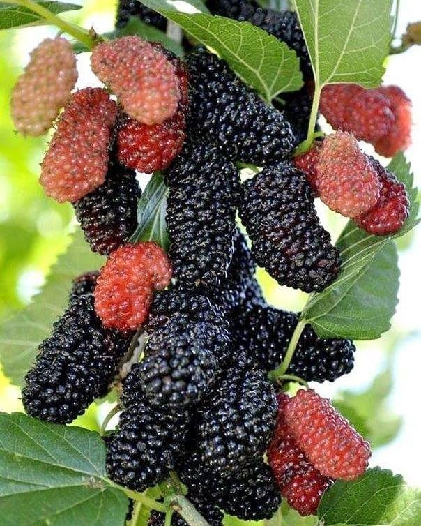 Shahtoot Plant (Mulberry / शहतूत का पौधा)