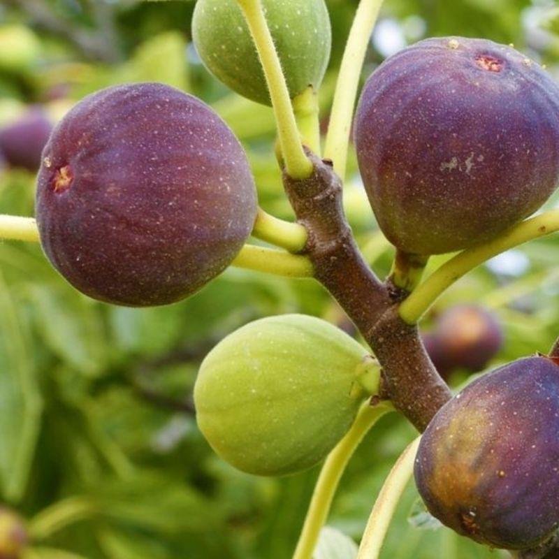 Anjir Plant (Fig / अंजीर का पौधा)