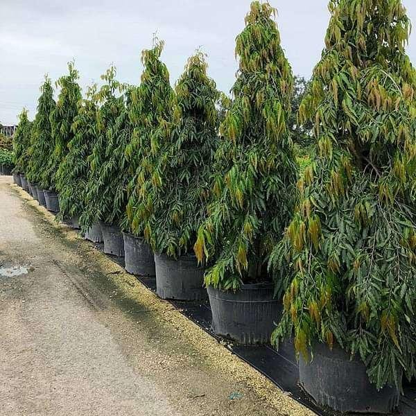 Ashok Plant (अशोक का पेड़)