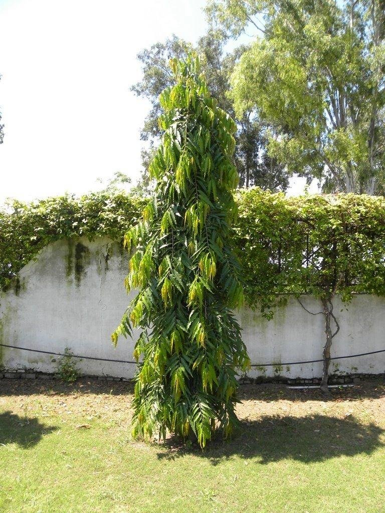 Ashok Pendula Plant (False Ashok / Polyalthia longifolia Pendula)